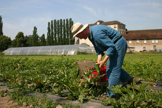 Récolte au jardin potager